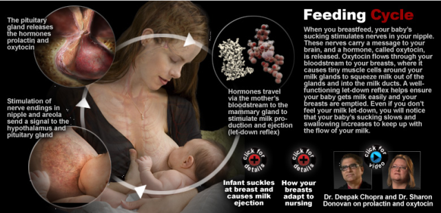The brain releases oxytocin and prolactin following stimulation of the nipple – both prolactin and oxytocin have important functions in milk ejection and synthesis.  Image from: VisualMD.com. For more information check out:VisualMDHealthCenters.